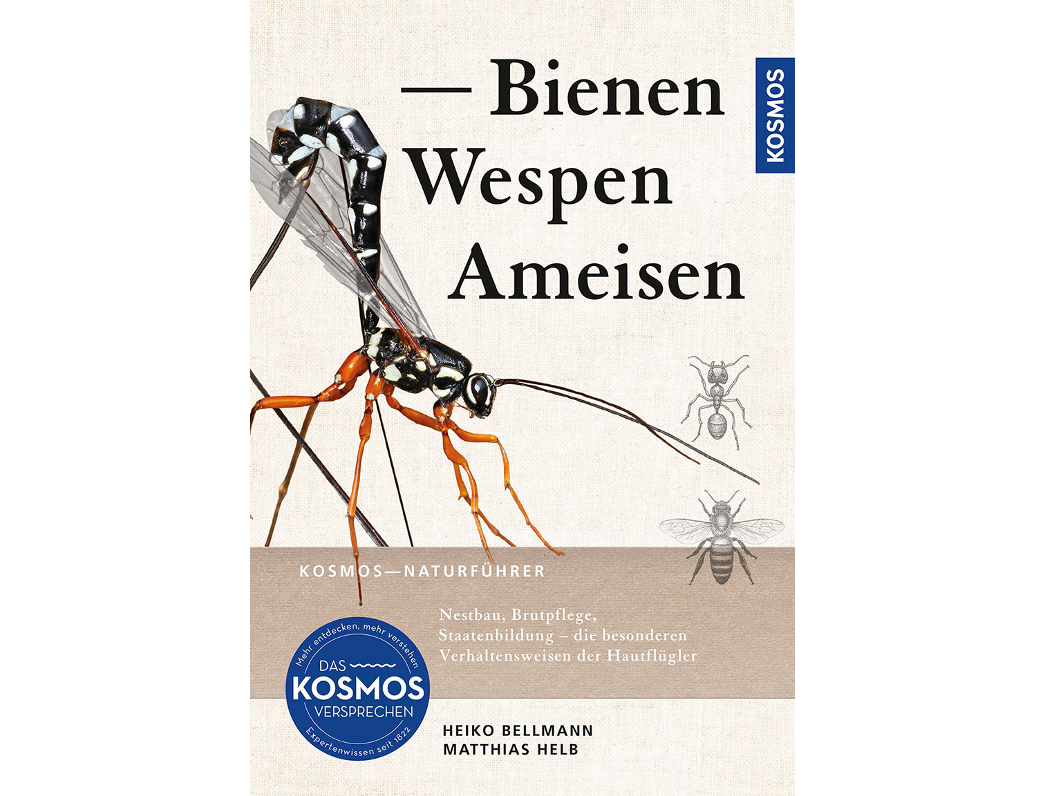 bienen wespen ameisen